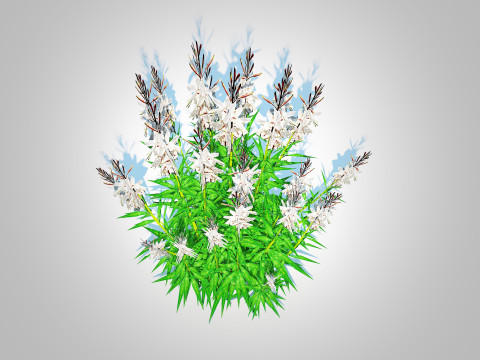 Gaura lindheimeri White Model 3D