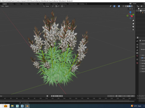 Gaura lindheimeri White Model 3D