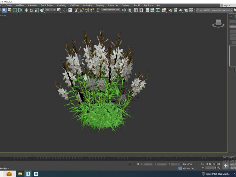 Gaura lindheimeri White 3D Model