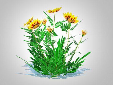 Gazania rigens Daybreak Yellow 3D Model