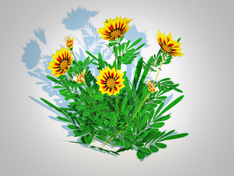 Gazania rigens Daybreak Yellow 3D Model
