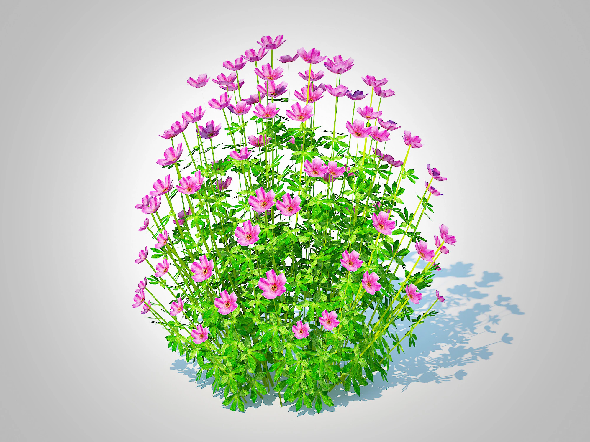 Geramium - pink cranesbill 3D Model .c4d .max .obj .3ds .fbx .stl .blend 