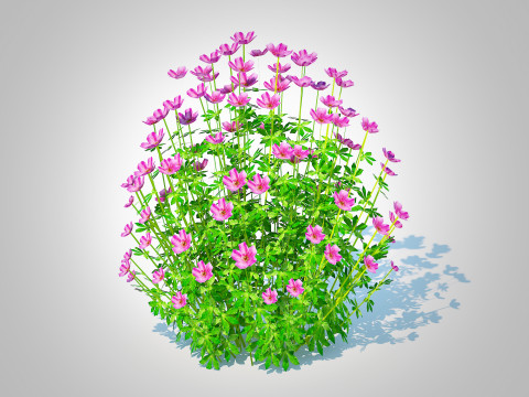 Geramium - pink cranesbill 3D Model