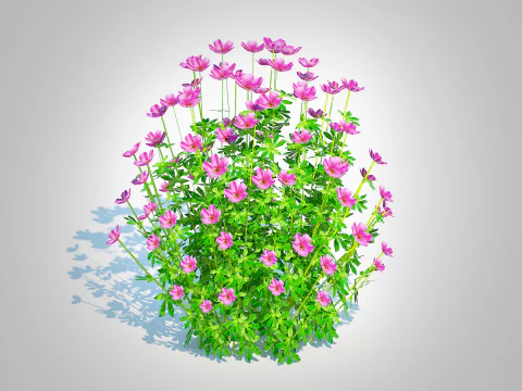 Geramium - pink cranesbill 3D Model