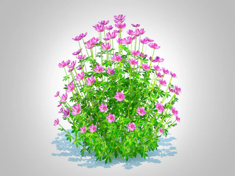 Geramium - pink cranesbill 3D Model