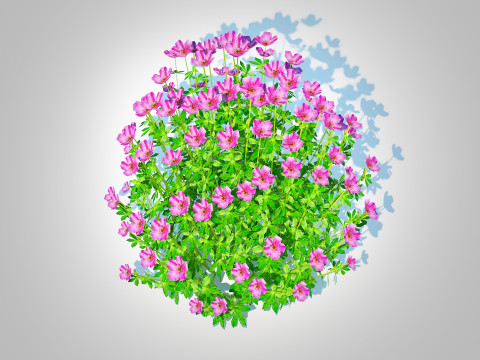 Geramium - pink cranesbill Modèle 3D