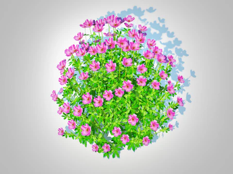 Geramium - pink cranesbill 3D Model