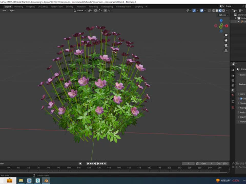 Geramium - pink cranesbill 3D Model