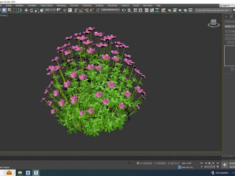 Geramium - pink cranesbill 3D Model