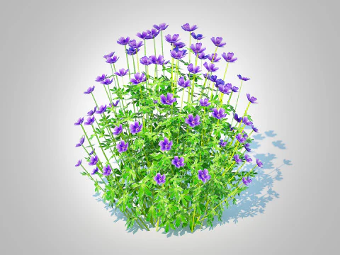 Geramium - blue cranesbill 3D Model