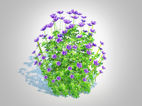 Geramium - blue cranesbill Model 3D