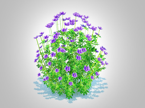 Geramium - blue cranesbill Model 3D