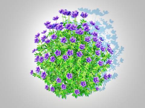 Geramium - blue cranesbill Model 3D