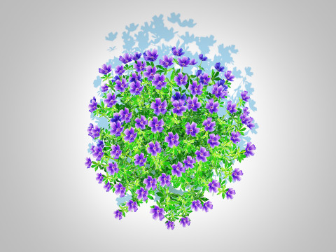 Geramium - blue cranesbill Model 3D