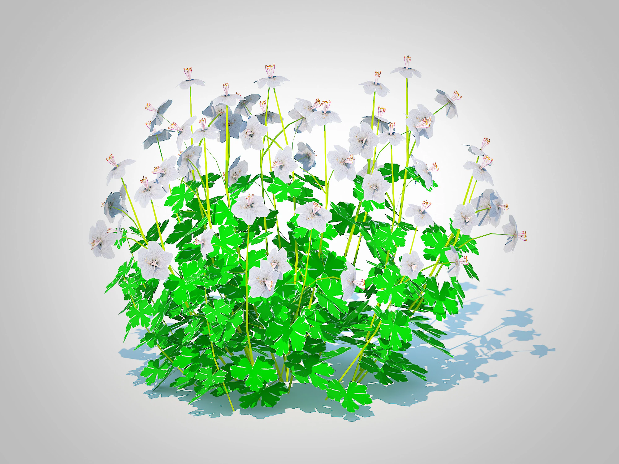 Geranium - Boikovo Dwarf Cranesbill 3D Model .c4d .max .obj .3ds .fbx .stl .blend 