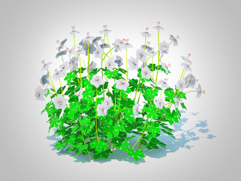 Geranium - Boikovo Dwarf Cranesbill 3D Model