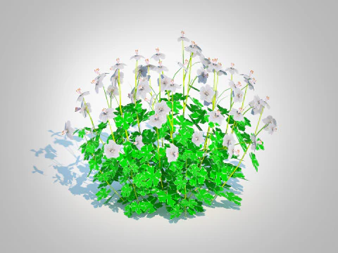 Geranium - Boikovo Dwarf Cranesbill 3D Model