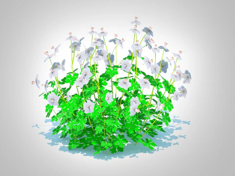 Geranium - Boikovo Dwarf Cranesbill 3D Model