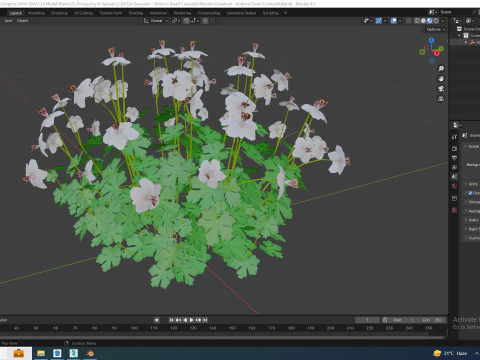 Geranium - Boikovo Dwarf Cranesbill 3D Model
