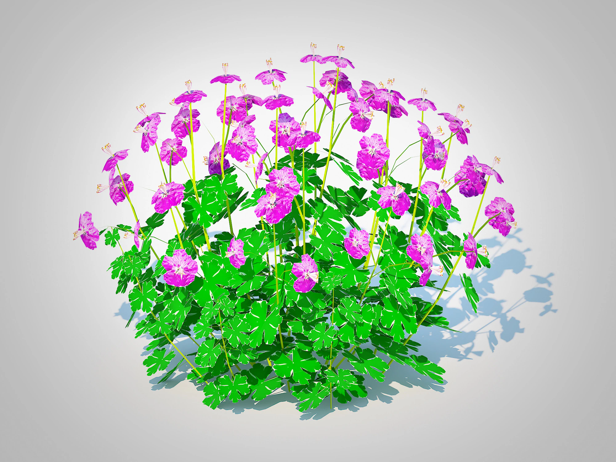 Geranium - Cambridge Dwarf Cranesbill 3D Model .c4d .max .obj .3ds .fbx .stl .blend 