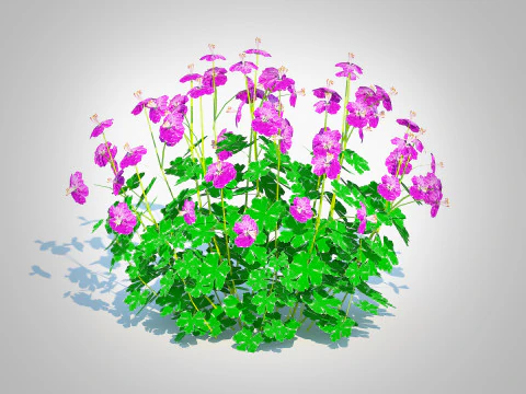 Geranium - Cambridge Dwarf Cranesbill 3D Model
