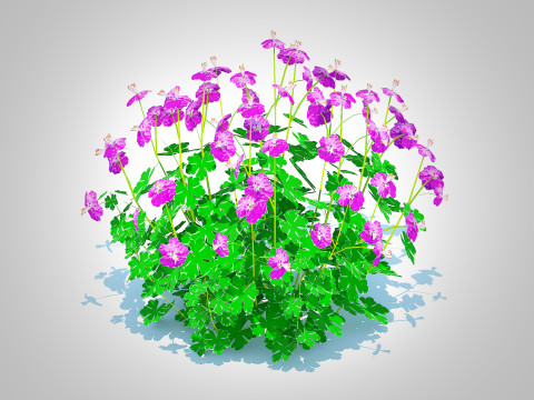 Geranium - Cambridge Dwarf Cranesbill Modello 3D