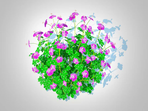 Geranium - Cambridge Dwarf Cranesbill 3D Model