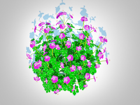 Geranium - Cambridge Dwarf Cranesbill Modello 3D