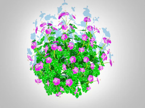 Geranium - Cambridge Dwarf Cranesbill 3D Model
