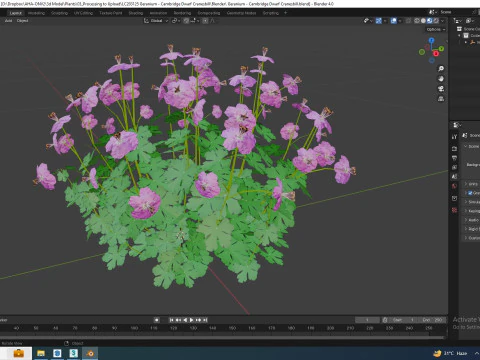 Geranium - Cambridge Dwarf Cranesbill 3D Model