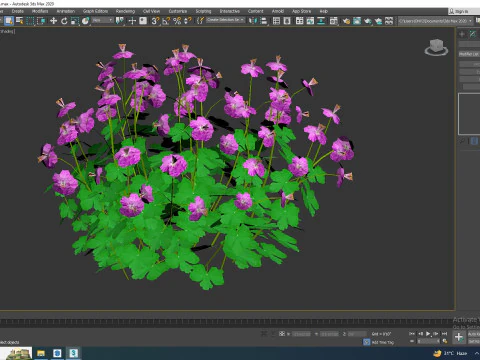Geranium - Cambridge Dwarf Cranesbill 3D Model