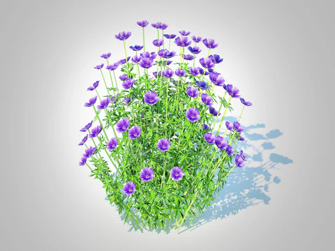 Geranium - Orion Cranesbill 3D Model