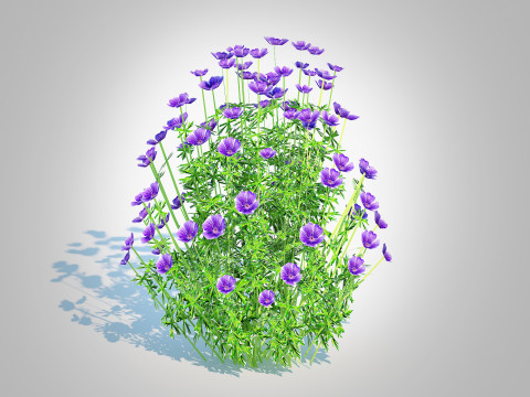 Geranium - Orion Cranesbill 3D Model