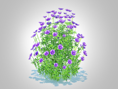 Geranium - Orion Cranesbill 3D Model