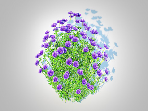 Geranium - Orion Cranesbill 3D Model