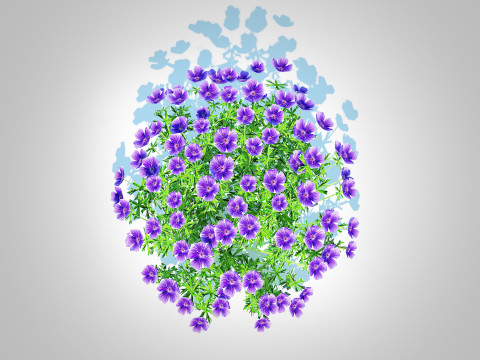 Geranium - Orion Cranesbill 3D Model