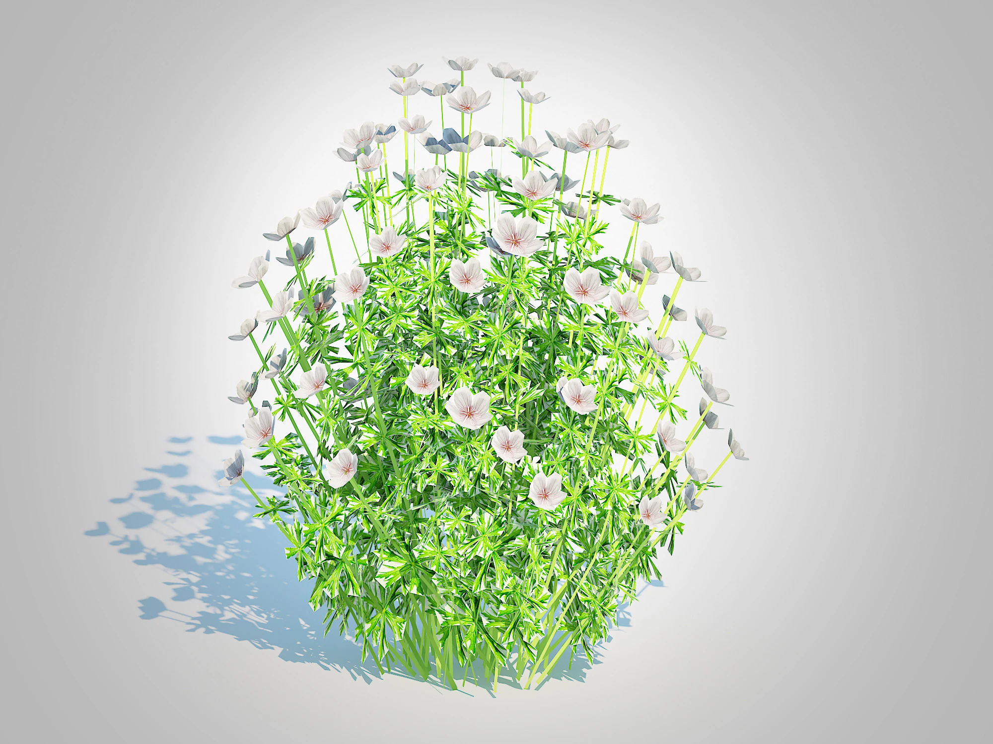 Geranium - white cranesbill 3D Model .c4d .max .obj .3ds .fbx .stl .blend 