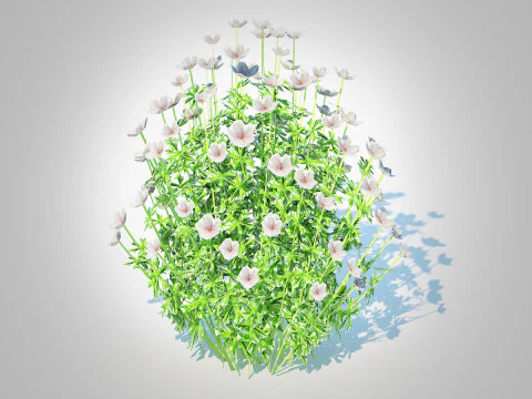 Geranium - white cranesbill 3D Model