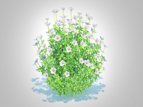 Geranium - white cranesbill Modelo 3D