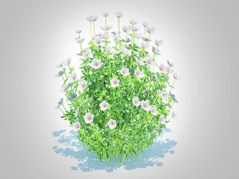 Geranium - white cranesbill 3D Model