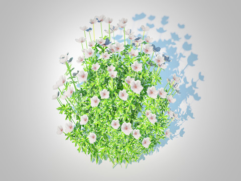 Geranium - white cranesbill Modelo 3D