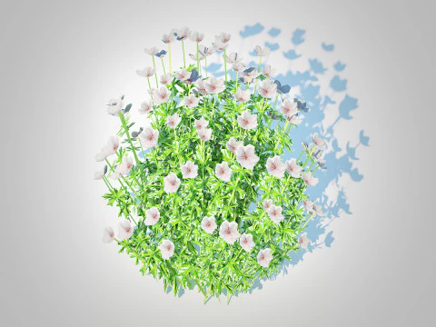 Geranium - white cranesbill 3D Model