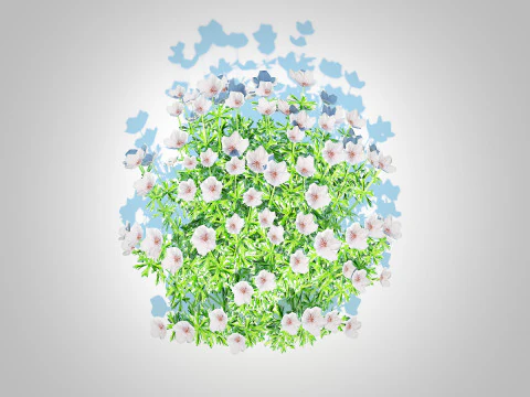 Geranium - white cranesbill 3D Model