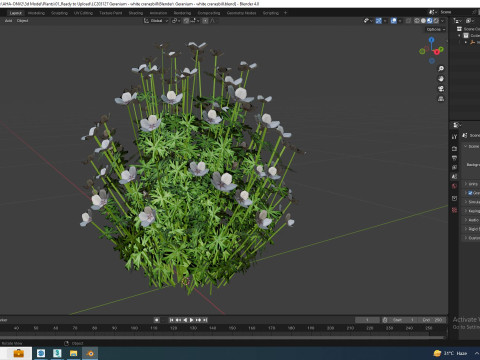 Geranium - white cranesbill Modelo 3D