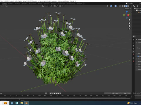 Geranium - white cranesbill 3D Model