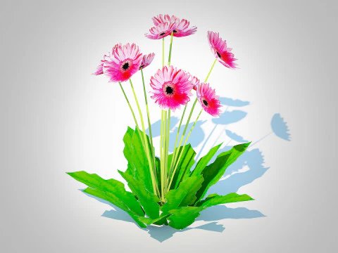 Gerbera - Gerbera Stokrotka R&oacute;żowy Kwiat Model 3D
