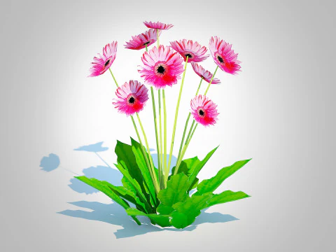 Gerbera - Gerbera Daisy Pink Flower 3D Model