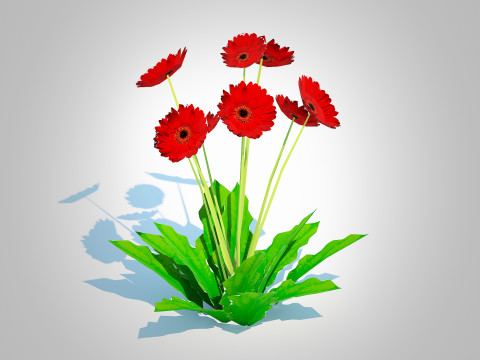 Gerbera - Gerbera Daisy Red Flower 3D Model