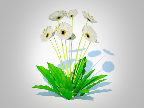 Gerbera - Gerbera Daisy White Flower 3D मॉडल