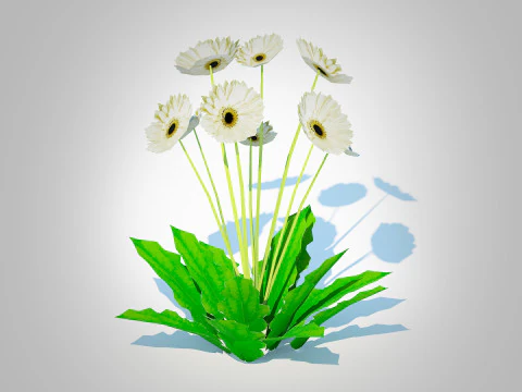 Gerbera - Gerbera Stokrotka Biały Kwiat Model 3D